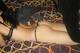 Foto privada de sexysirena85