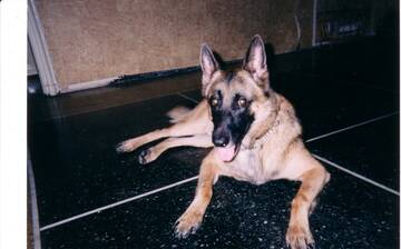 rex